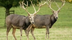 Deer davida